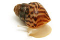 Lissachatina reticulata albino body juvenil